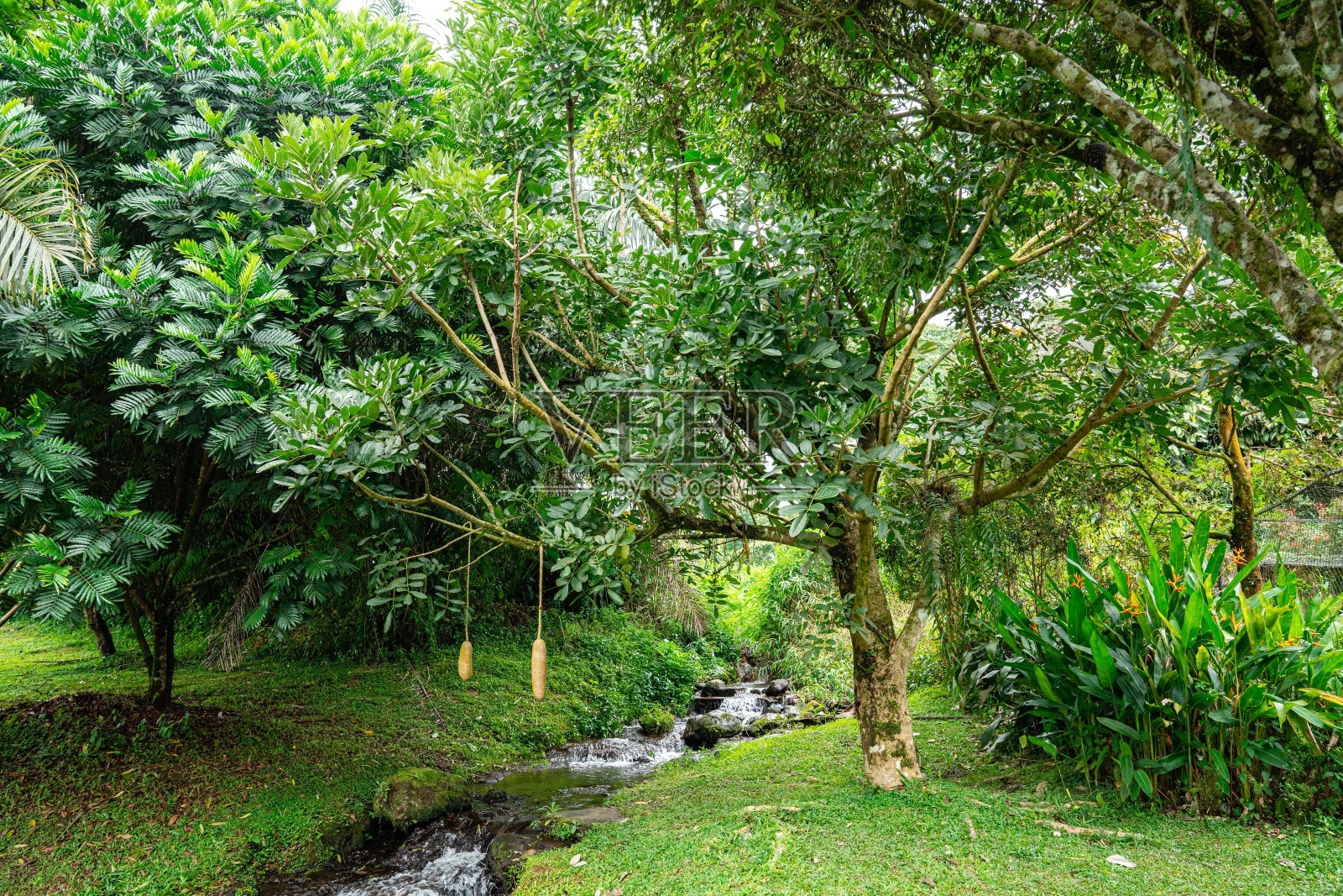 非洲吊灯笼照片摄影图片