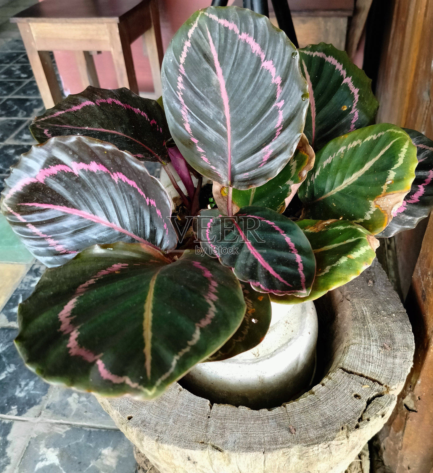 卡拉西娅照片摄影图片