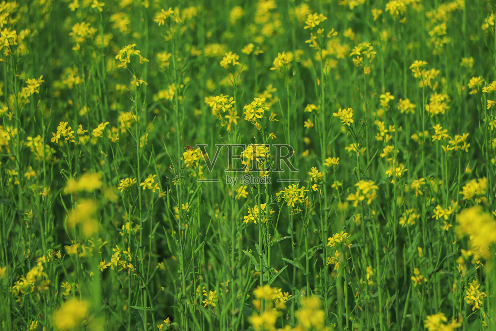 孟加拉国美丽的芥末花田照片摄影图片
