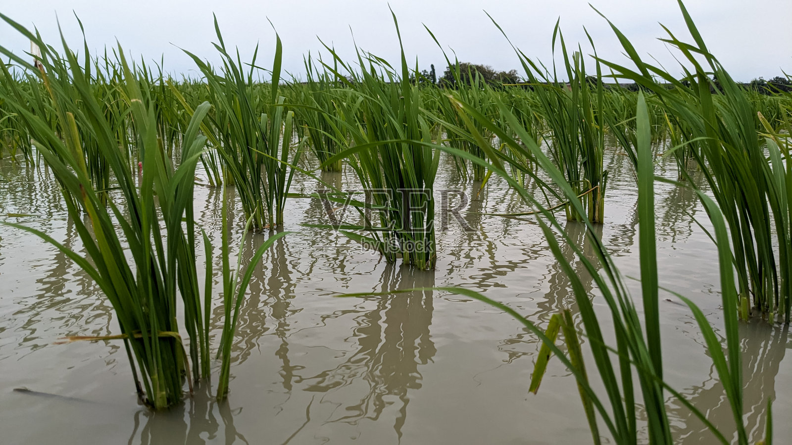 新种植的绿色水稻幼苗。低角度照片摄影图片