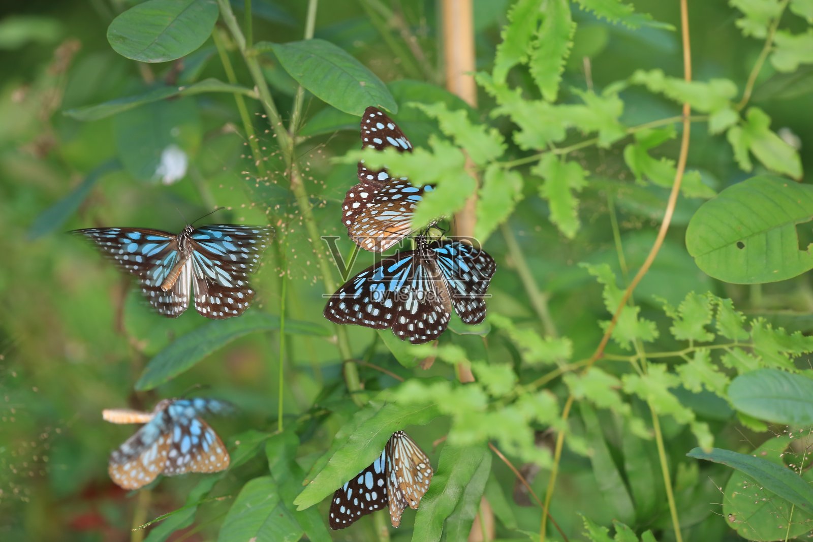 帝王蝶，在秋天盛开的紫菀上的帝王蝶。照片摄影图片