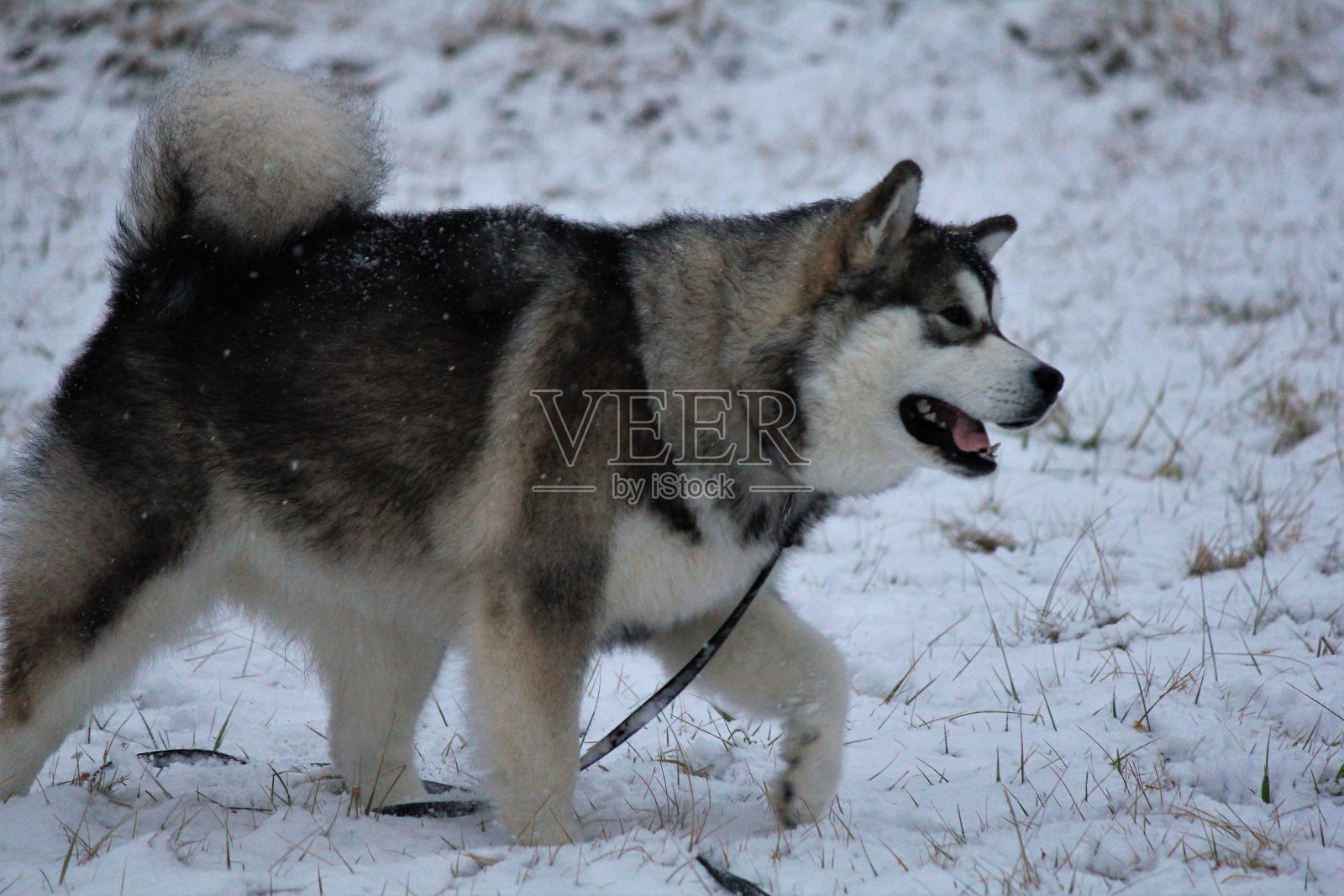 女性的雪橇犬照片摄影图片