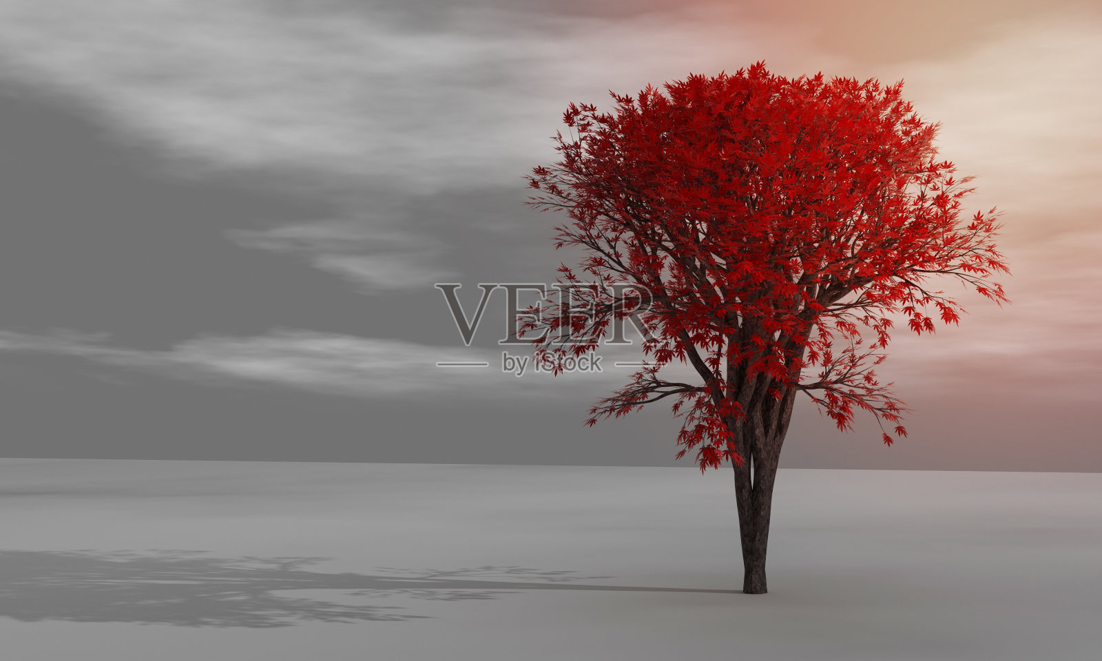 秋天的枫树，红色的叶子独自站在灰色的表面和灰色的天空白云。照片摄影图片