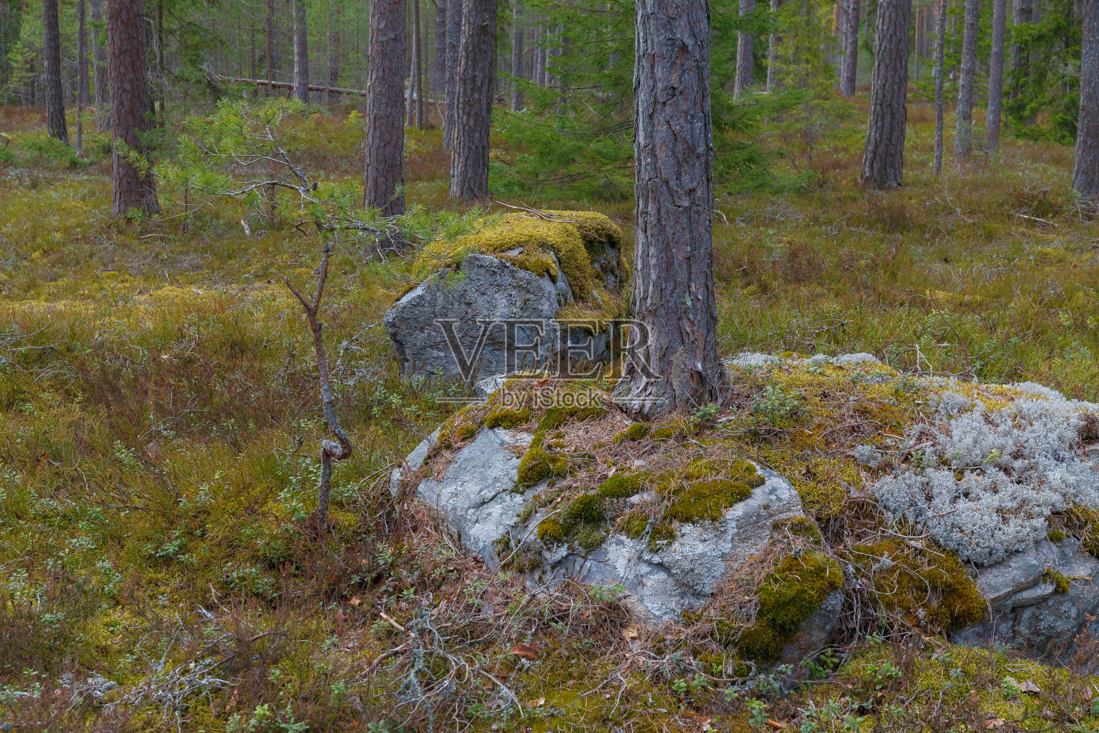荒野景观森林，有松树和岩石上的苔藓照片摄影图片