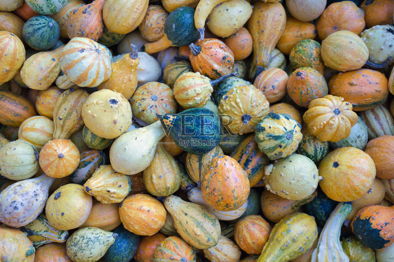 在南瓜地里采摘五颜六色的南瓜照片摄影图片