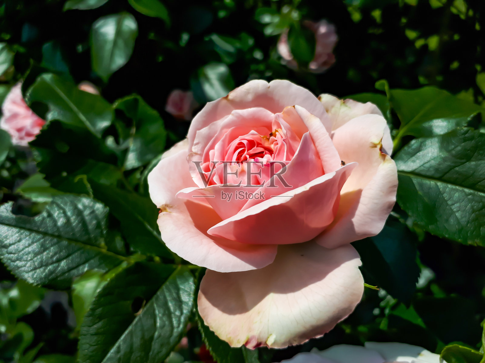 杰出的怀旧攀爬型淡粉色玫瑰“Giardina”，边缘较浅，花非常大，持久，叶子深绿色光滑照片摄影图片