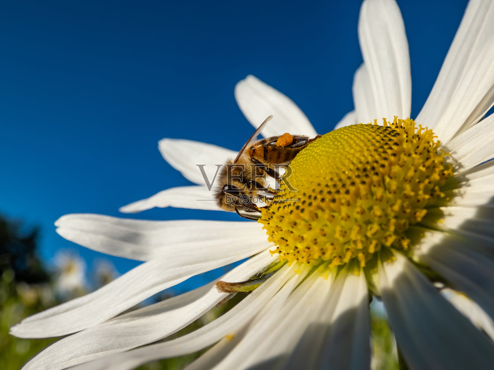 微距拍摄一只蜜蜂在一朵巨大或高雏菊(Leucanthemella serotina)花中间，背景是明亮的蓝色天空在秋天照片摄影图片