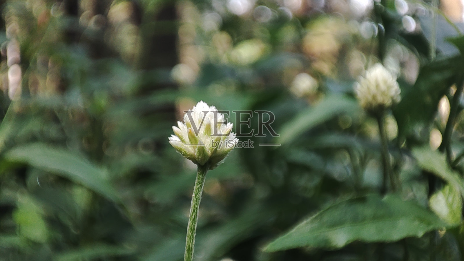 小花照片摄影图片