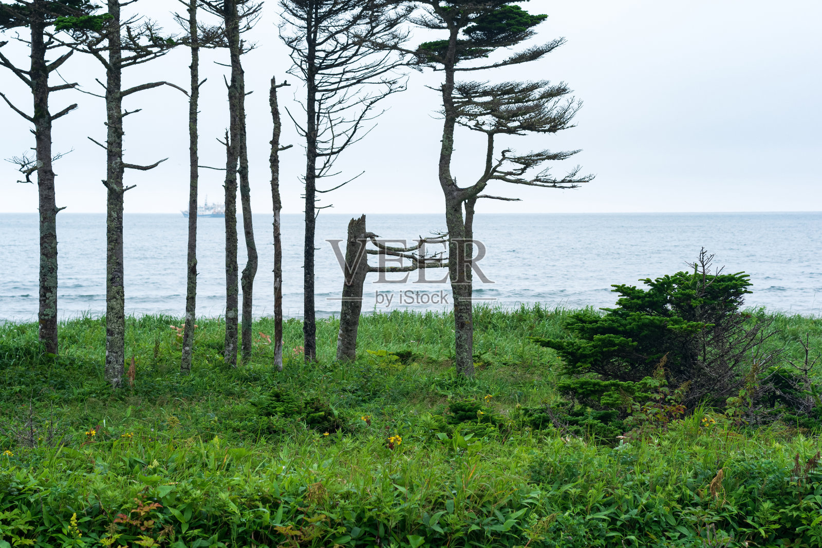 国后岛的海岸景观，林地被风弯曲照片摄影图片