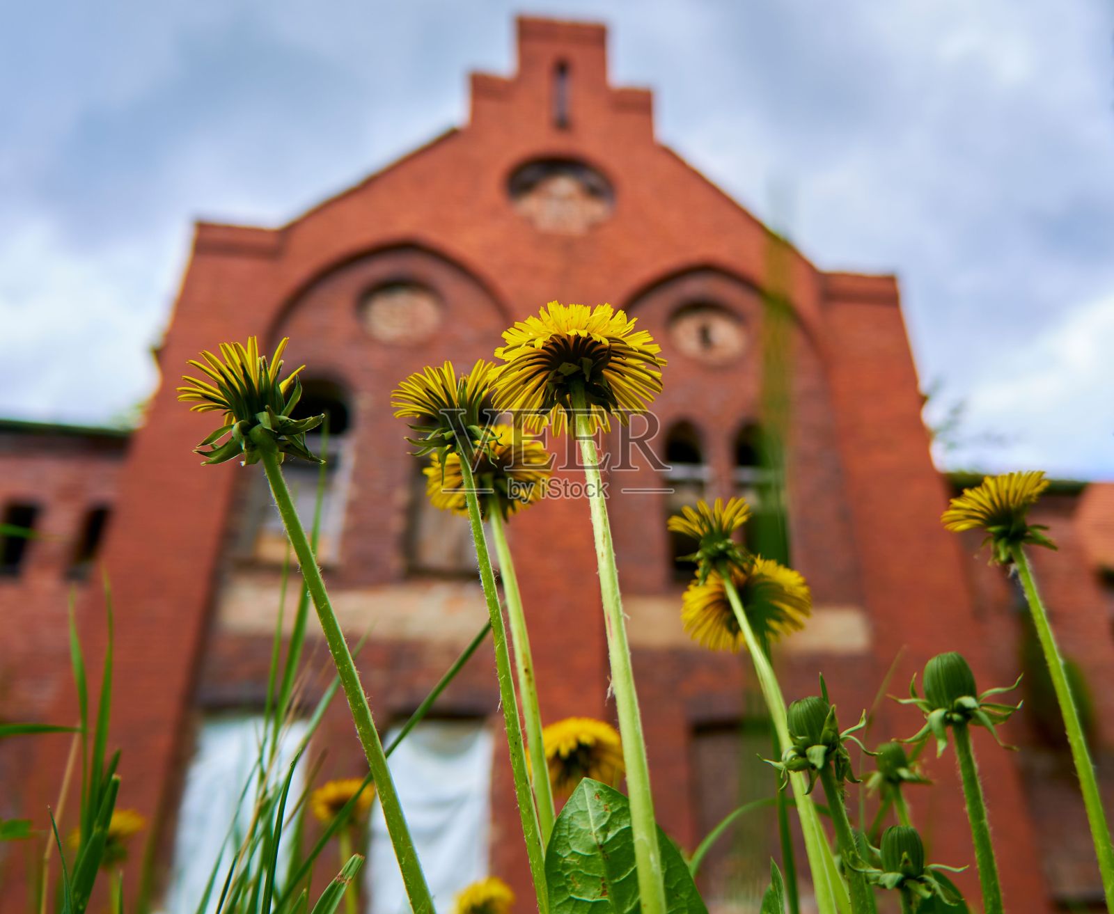 垂直低角度特写蒲公英，蒲公英对着建筑和天空。选择的重点。照片摄影图片