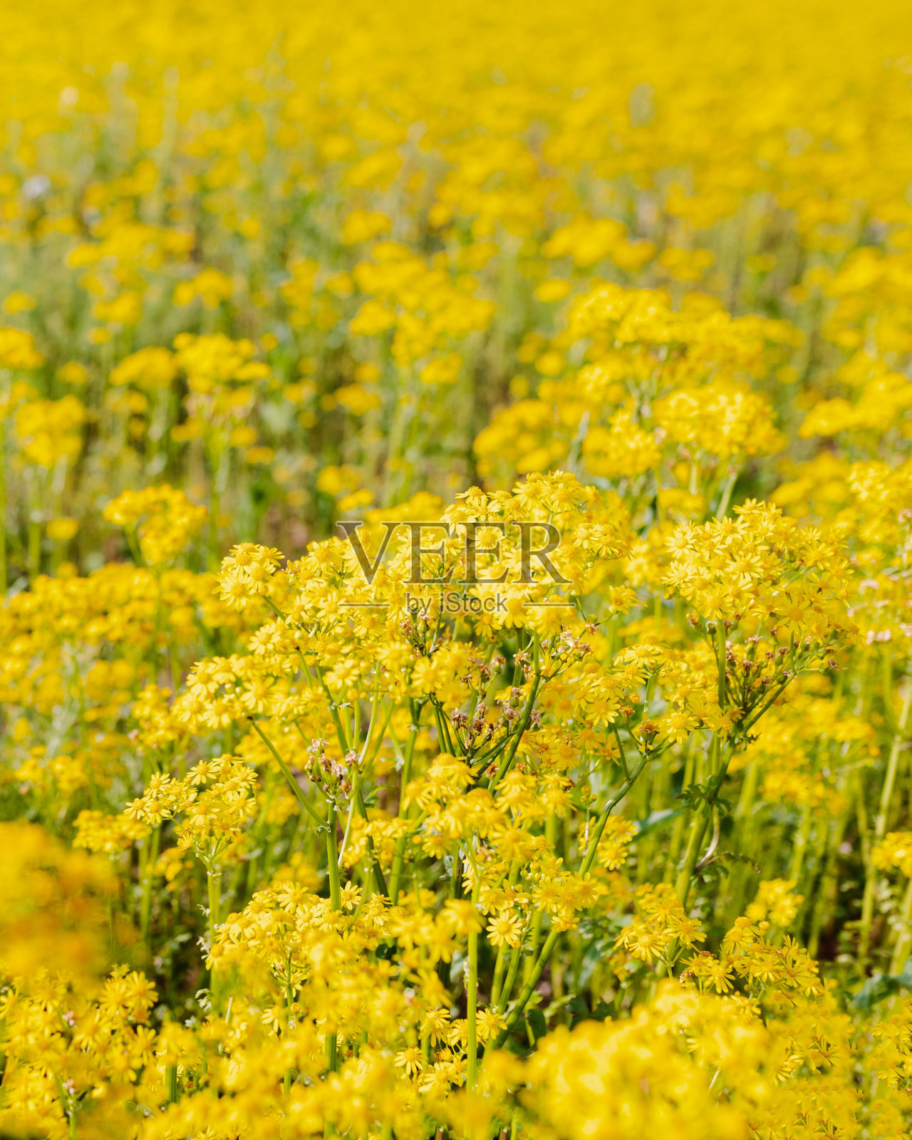 在一个阳光明媚的日子里，草地上黄色花朵的垂直视图照片摄影图片