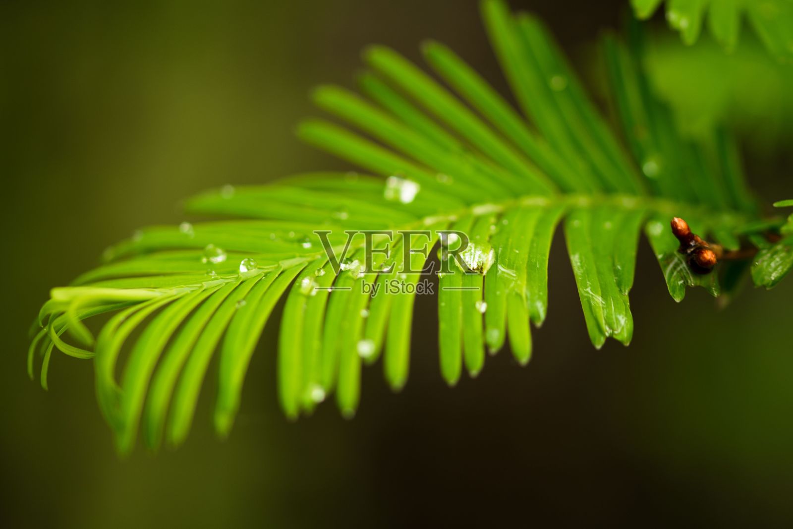 绿色蕨类树枝上的露珠特写镜头照片摄影图片