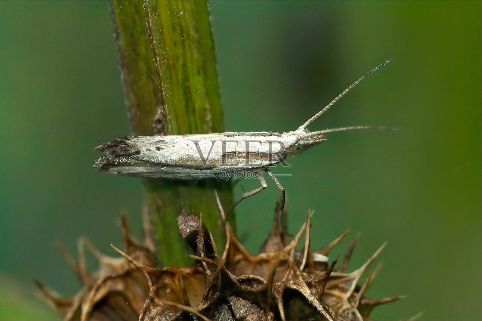 小而罕见的Dame's Rocket moth, Plutella porrecella的特写照片摄影图片