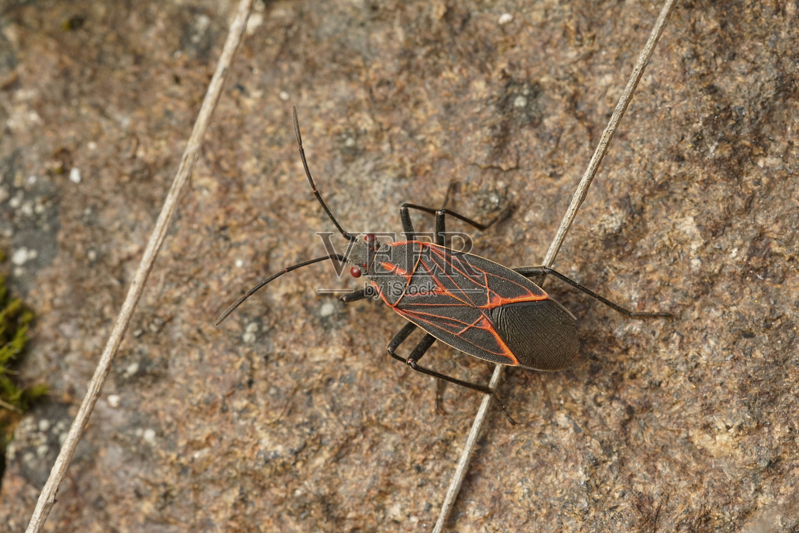 西部箱形虫的特写，Boisea rubrolineata照片摄影图片