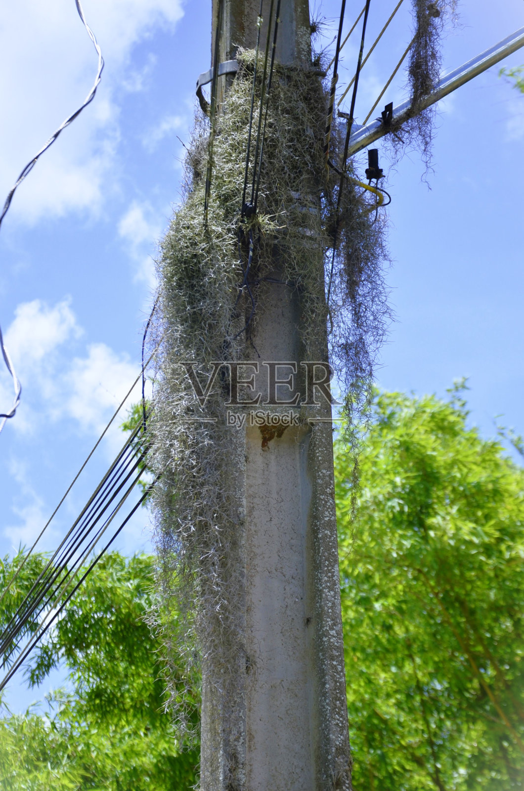 长在极点的Tillandsia usneoides照片摄影图片