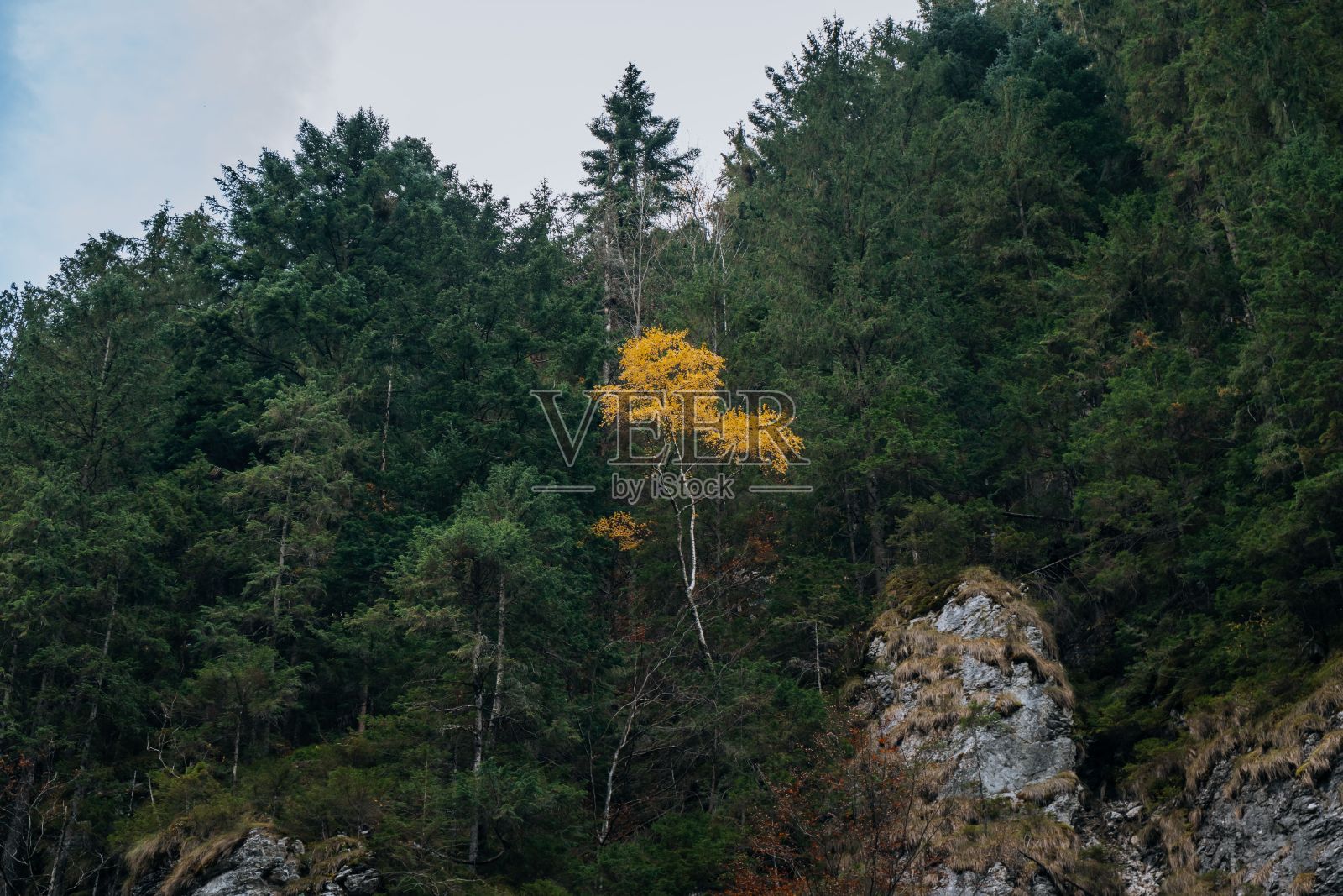 特写镜头的一个孤立的黄色树在山上被绿树包围照片摄影图片