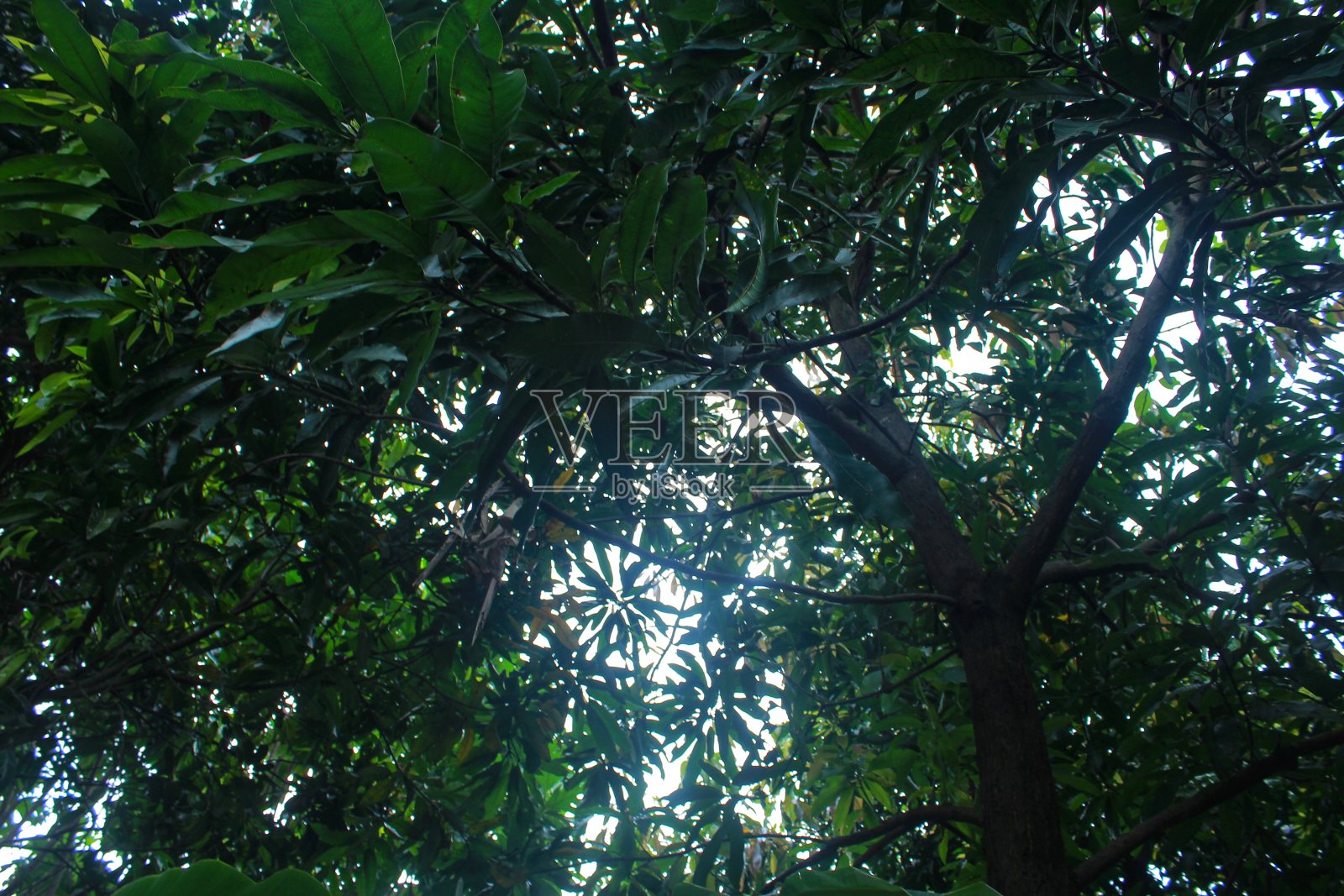 郁郁葱葱的树木背光照片摄影图片