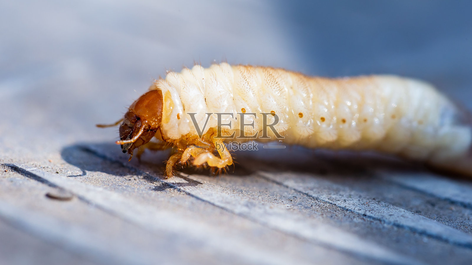 一只甲虫幼虫的特写镜头照片摄影图片