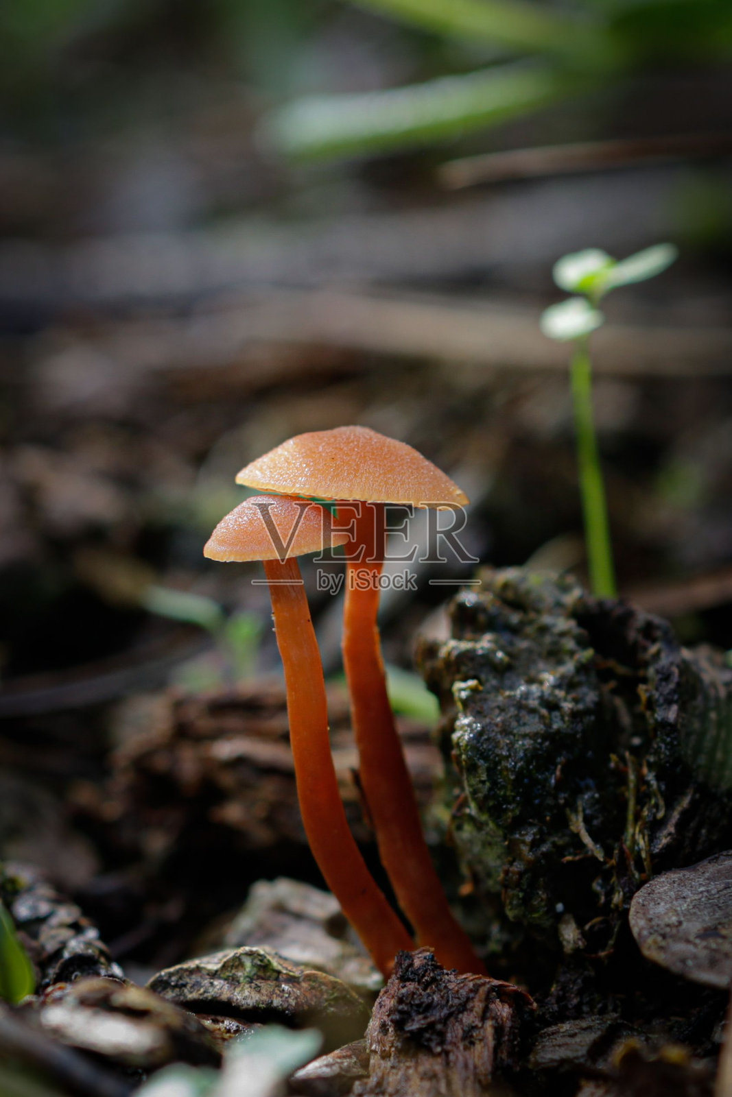 生长在森林地面上的野生蘑菇照片摄影图片