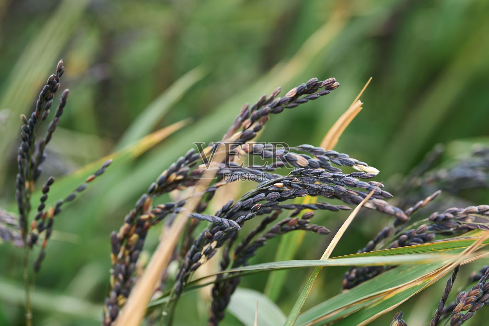亚洲水稻在阳光灿烂的日子里生长的特写镜头照片摄影图片