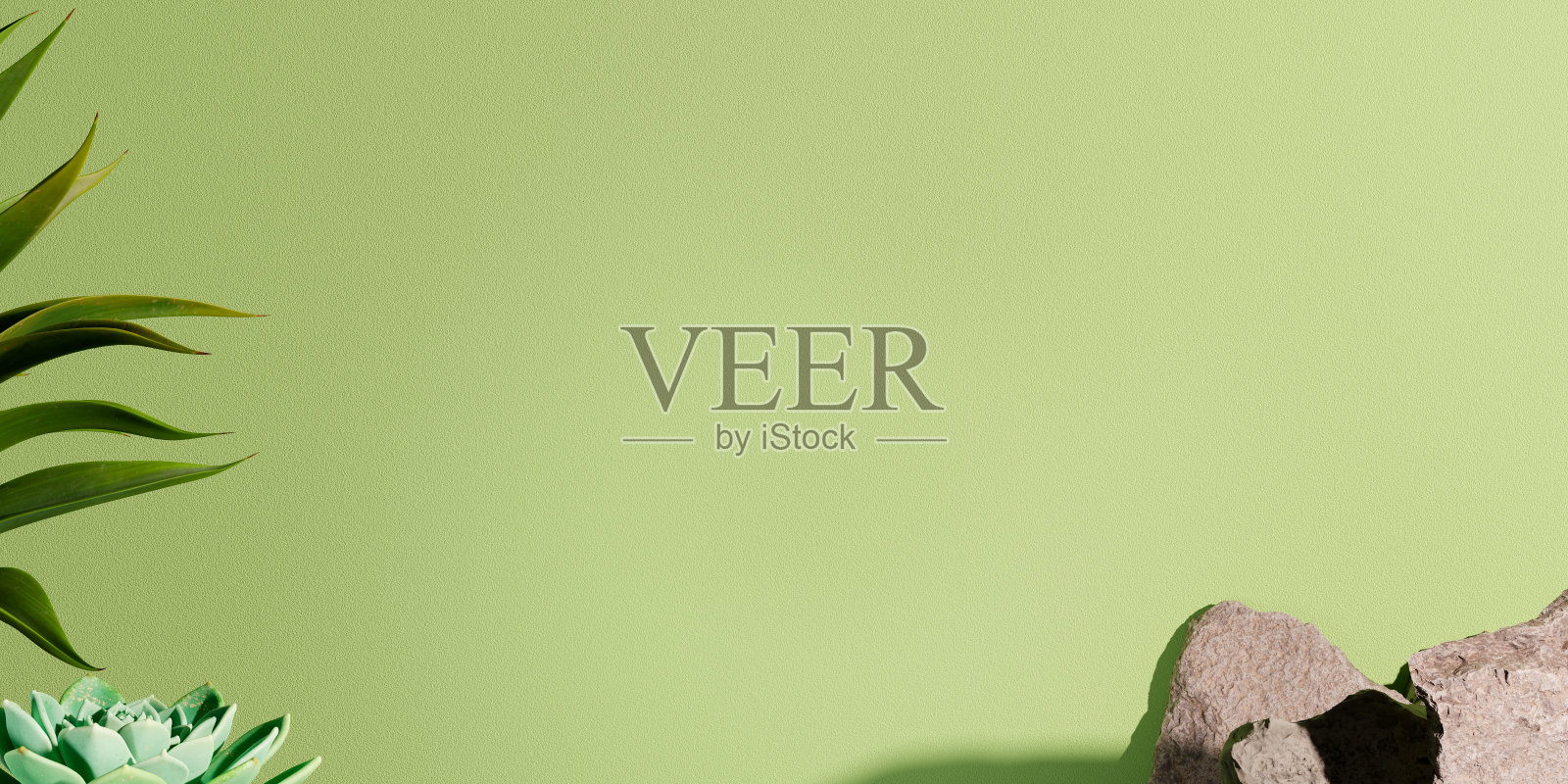 龙舌兰植物，橡胶植物和一些岩石上的纹理墙，产品营销模板为有机美容或健康产品。照片摄影图片