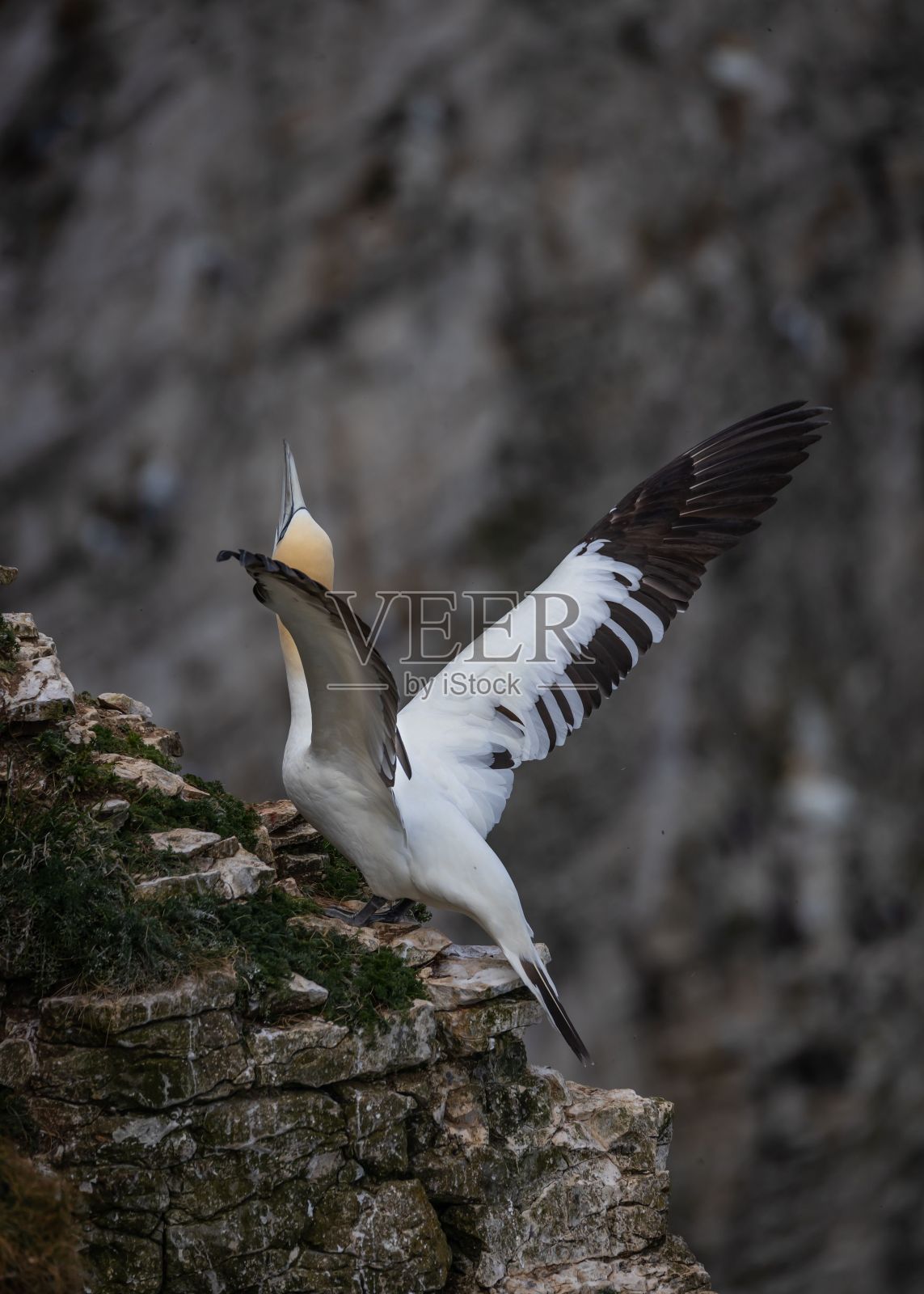 栖息在本普顿悬崖上的北方塘鹅照片摄影图片