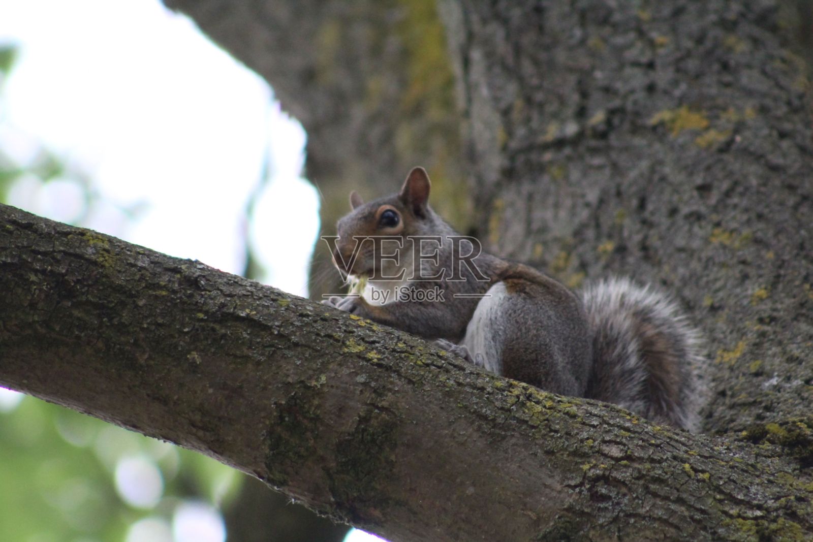 树枝上的松鼠特写镜头照片摄影图片