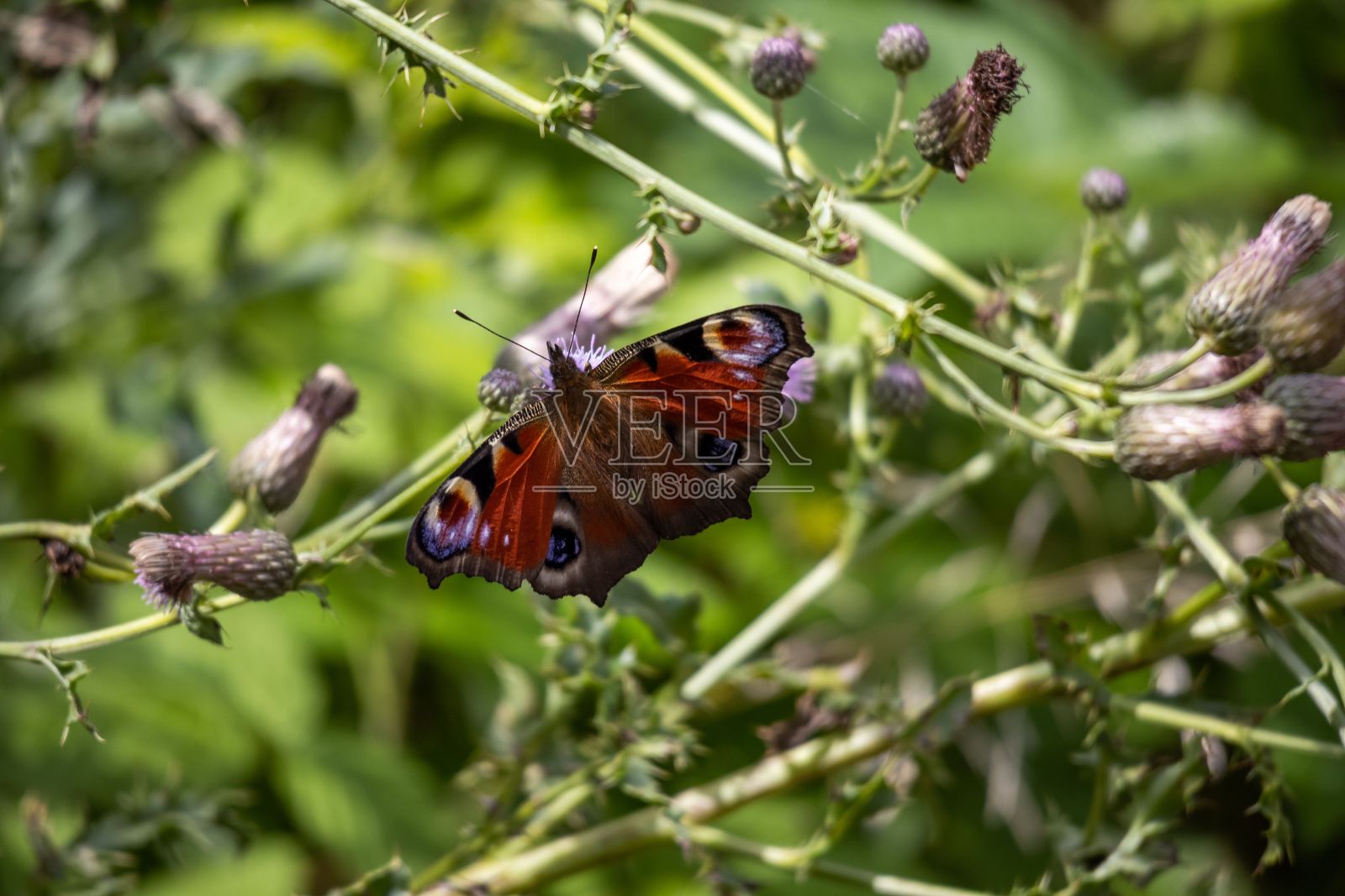 德国蓟地里的孔雀蝴蝶照片摄影图片