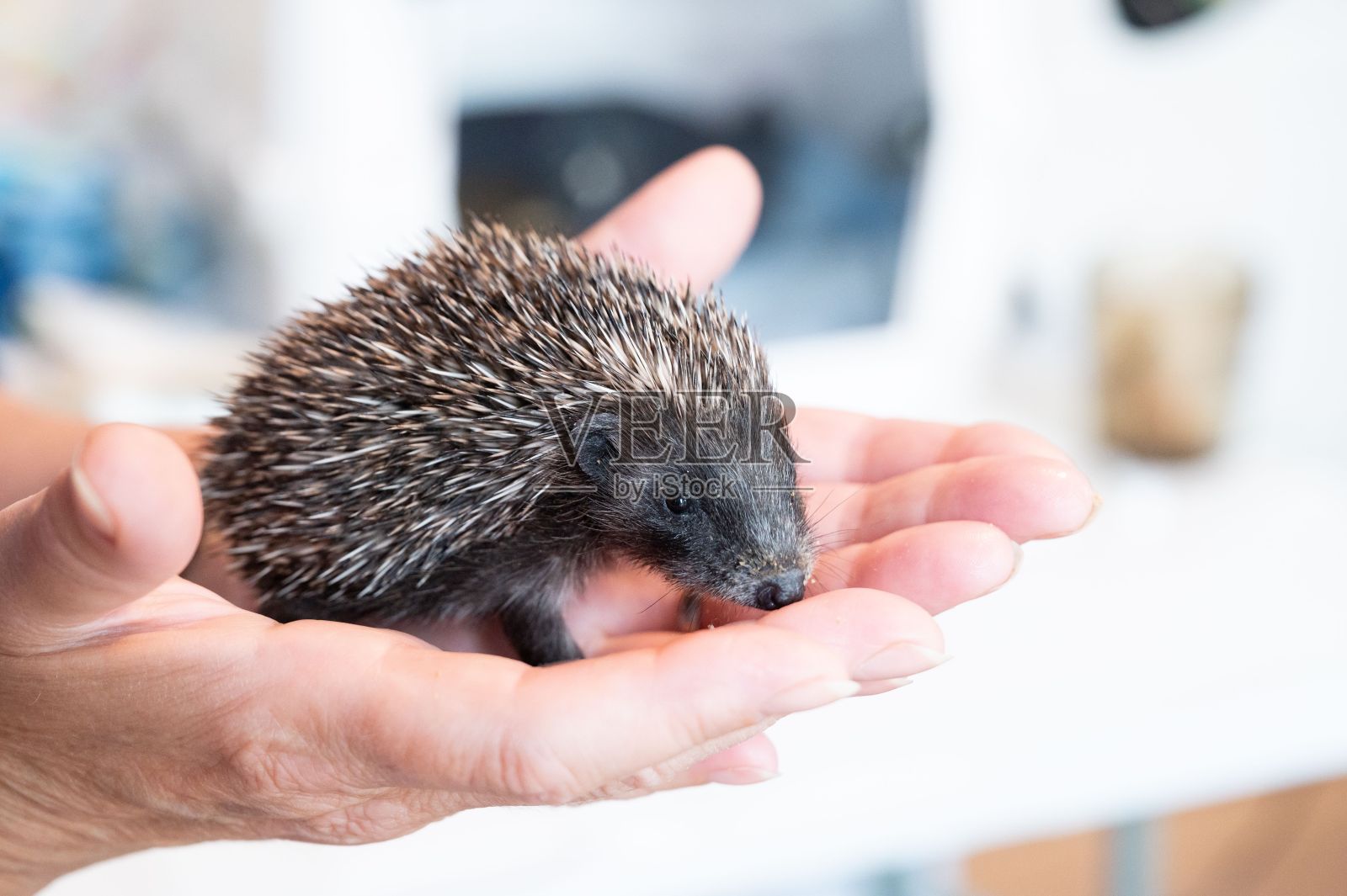特写镜头的手拿着一个可爱的小刺猬照片摄影图片