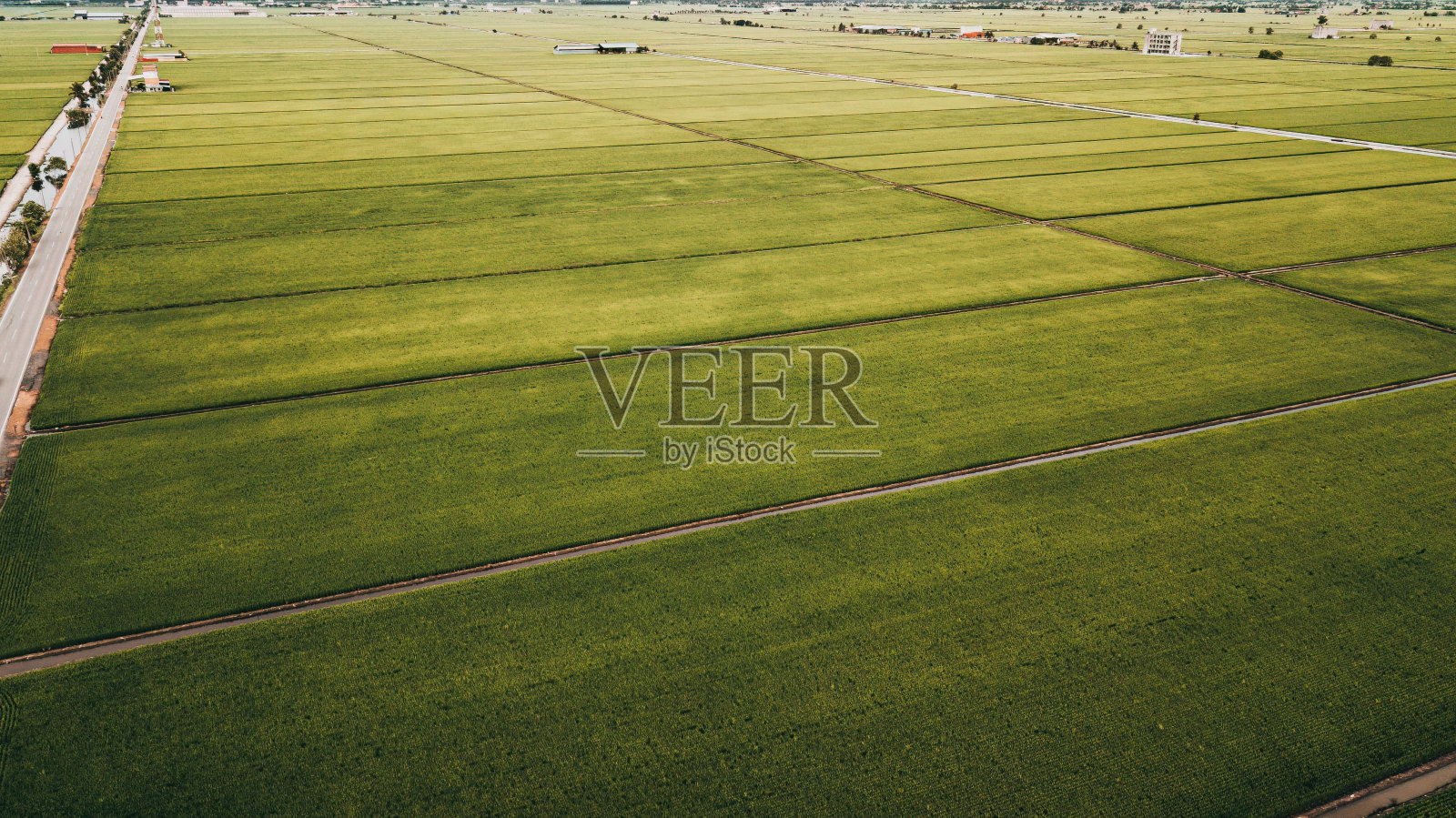 绿色稻田的鸟瞰图照片摄影图片