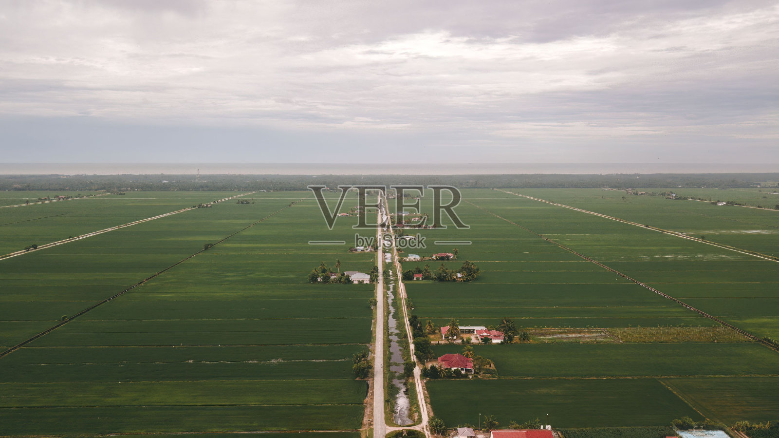 马来西亚种植季节的绿色稻田鸟瞰图照片摄影图片