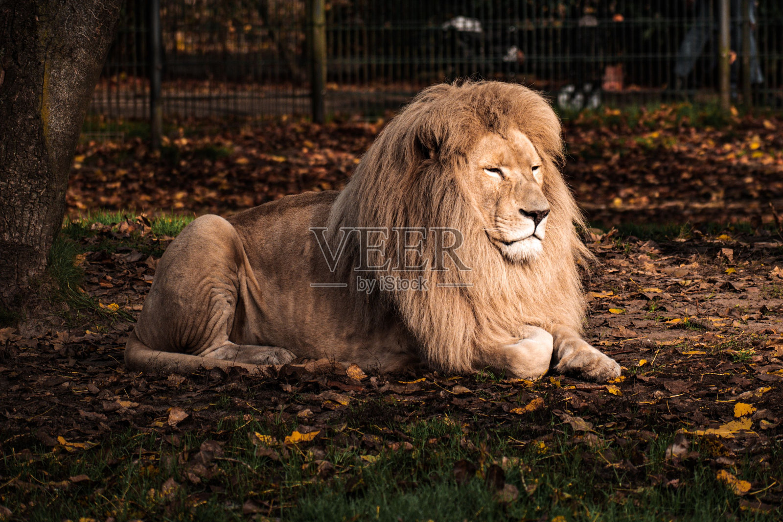 这是一头雄狮坐在野外地面上的风景照片摄影图片