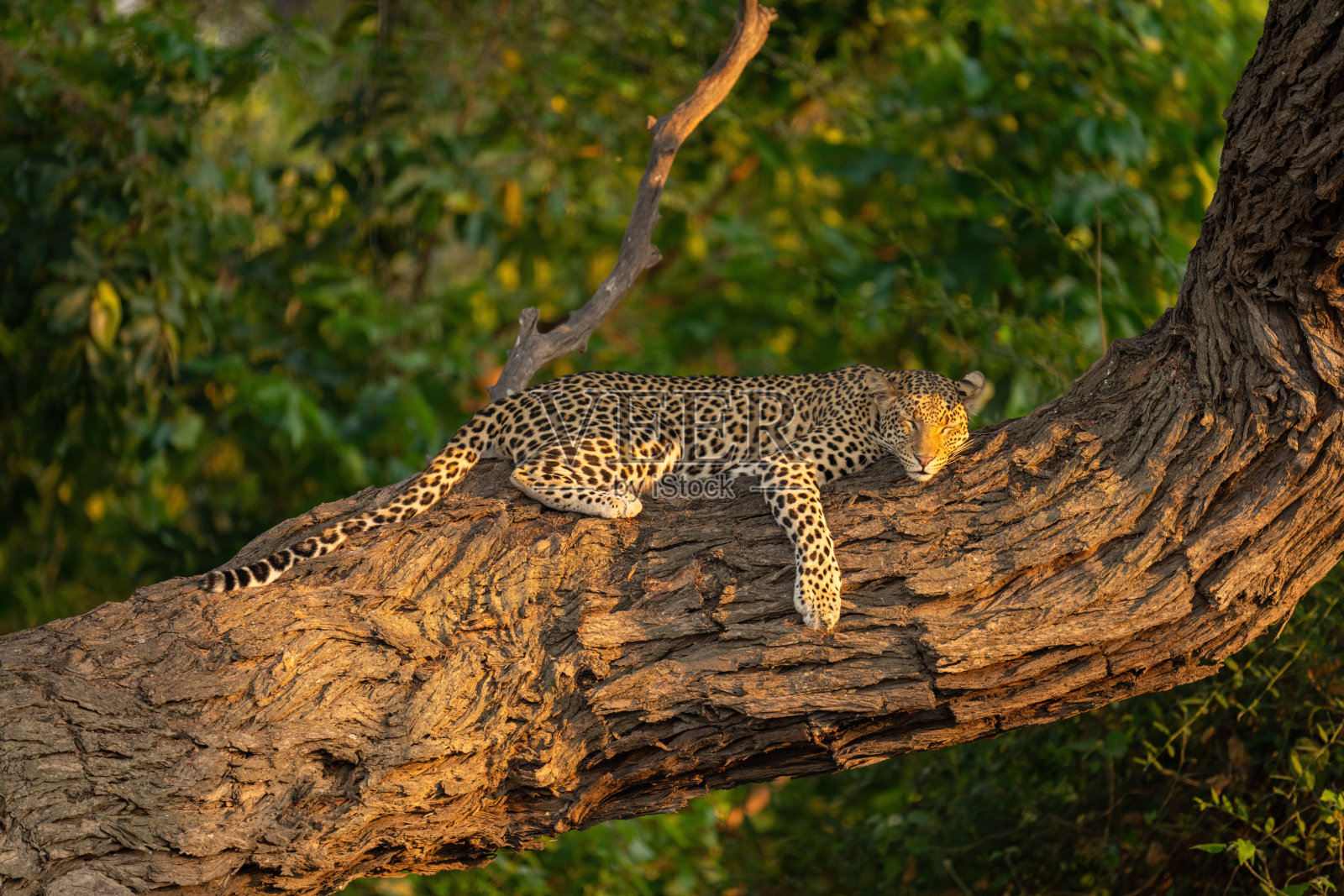 阳光下，一只豹子躺在树枝上睡觉照片摄影图片