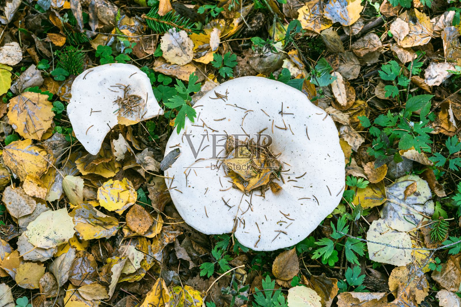 在山谷中种植白蜡菇的景象照片摄影图片