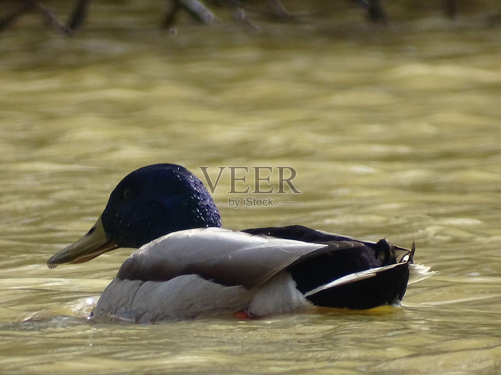 在一个阳光明媚的日子里，一只可爱的绿头鸭在湖中特写照片摄影图片