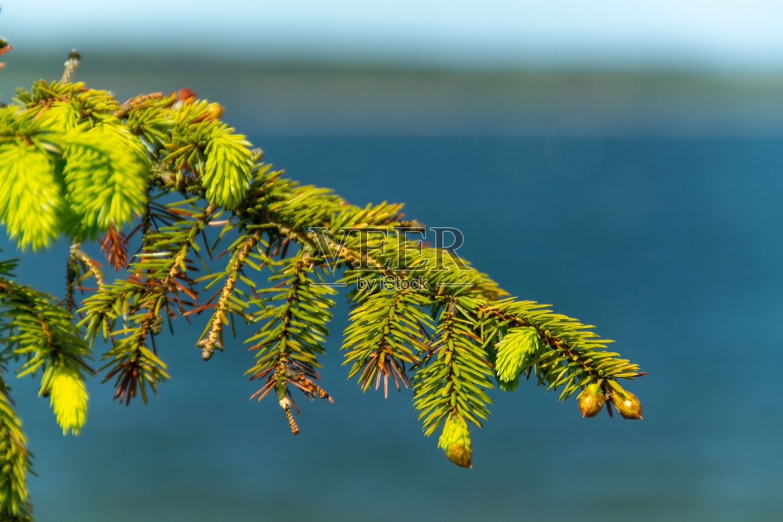 近距离的绿色云杉树枝对着蓝色的大海在白天照片摄影图片