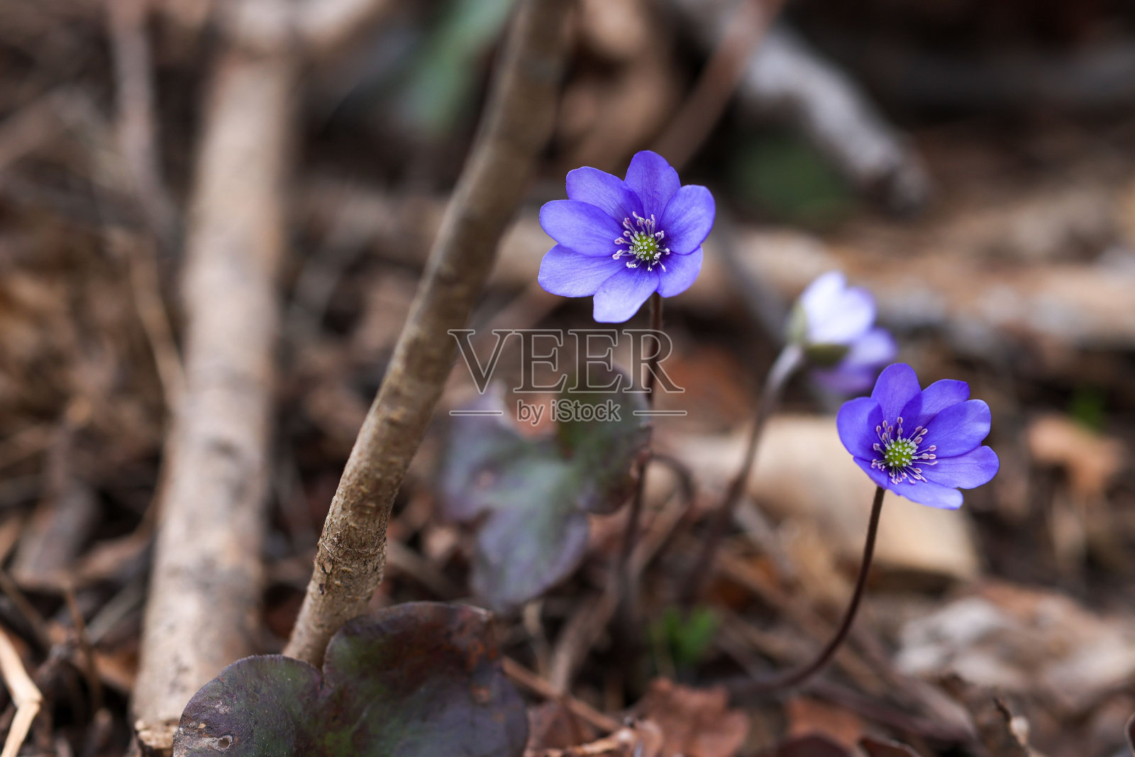 在模糊背景下的小紫色地苔(肝苔)特写照片摄影图片