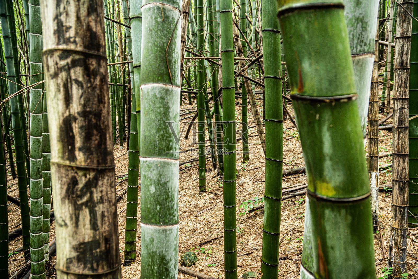 绿色的竹竿在森林里。照片摄影图片