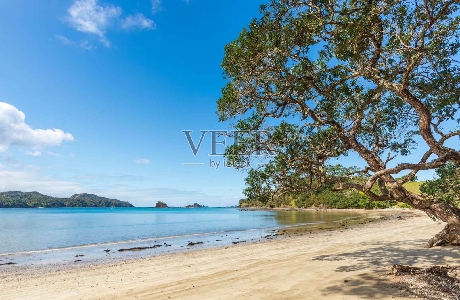 景观与Wangaruru港与Pohutukawa树照片摄影图片