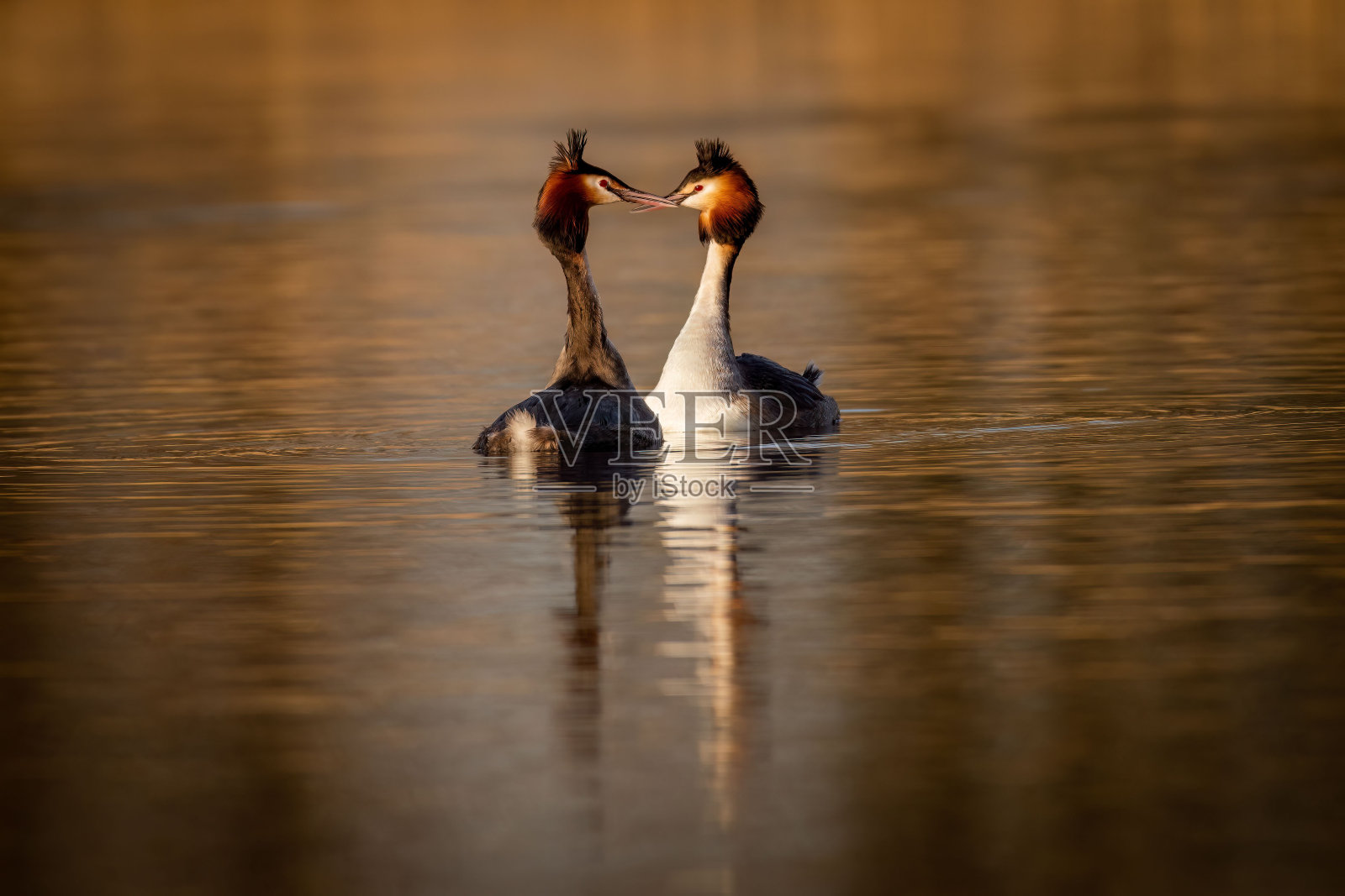大冠grebe (Podiceps cristatus)在水中交配的特写照片摄影图片