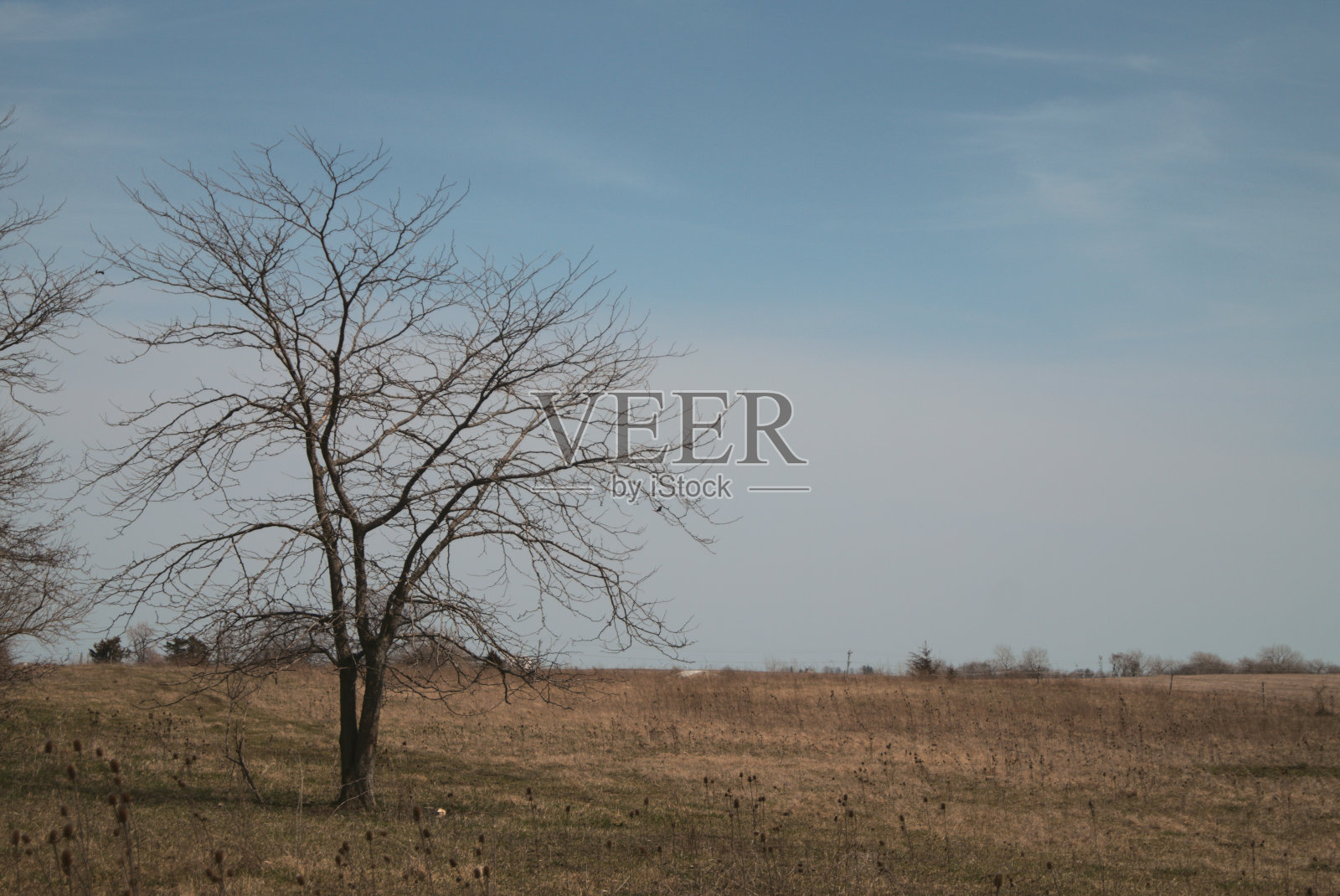 枯草中光秃秃的树照片摄影图片