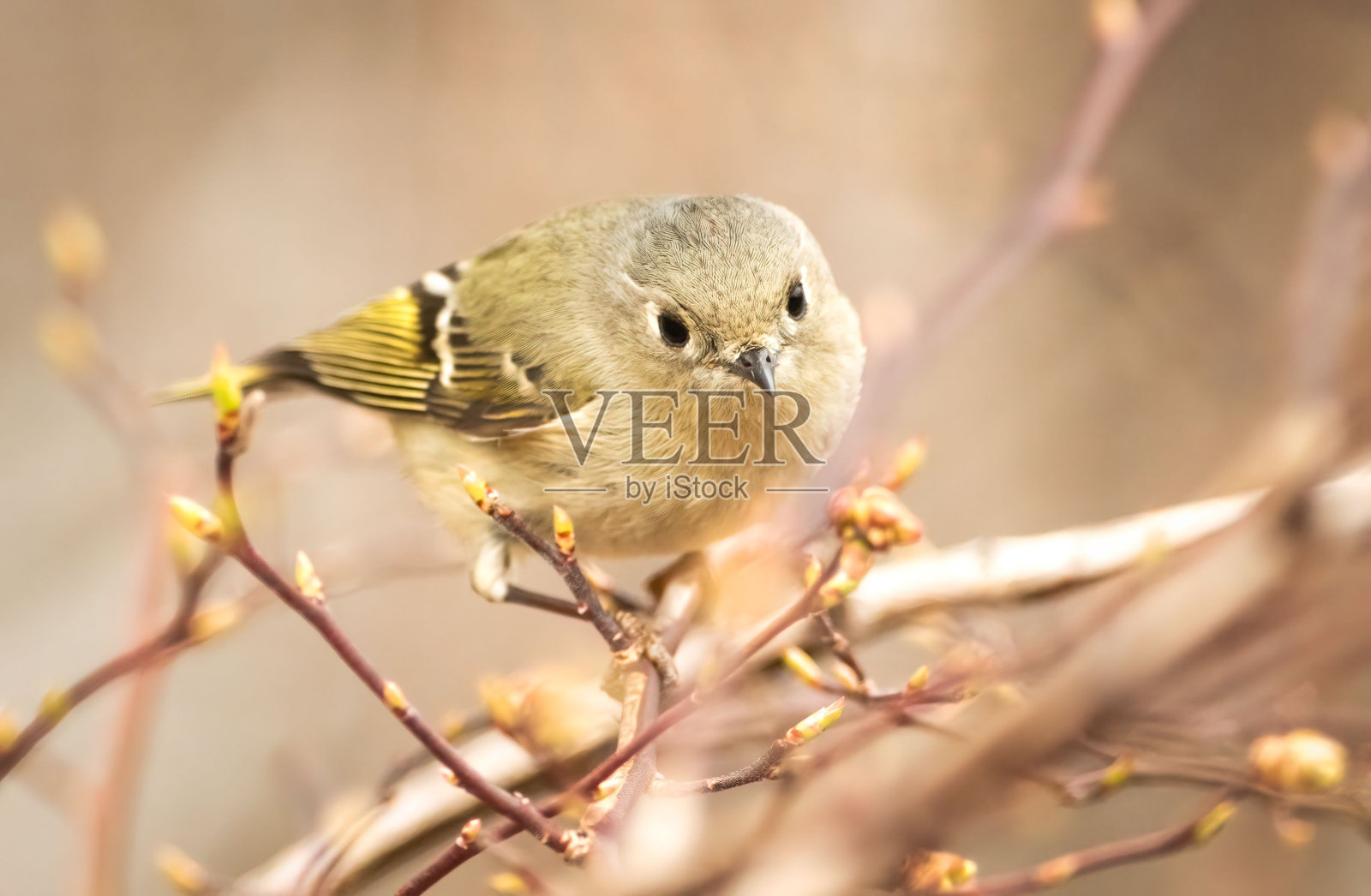 树枝上的金冠的特写镜头照片摄影图片