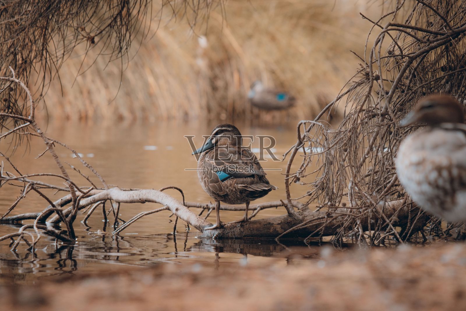 一只棕色绿头鸭栖息在湖边的特写镜头照片摄影图片