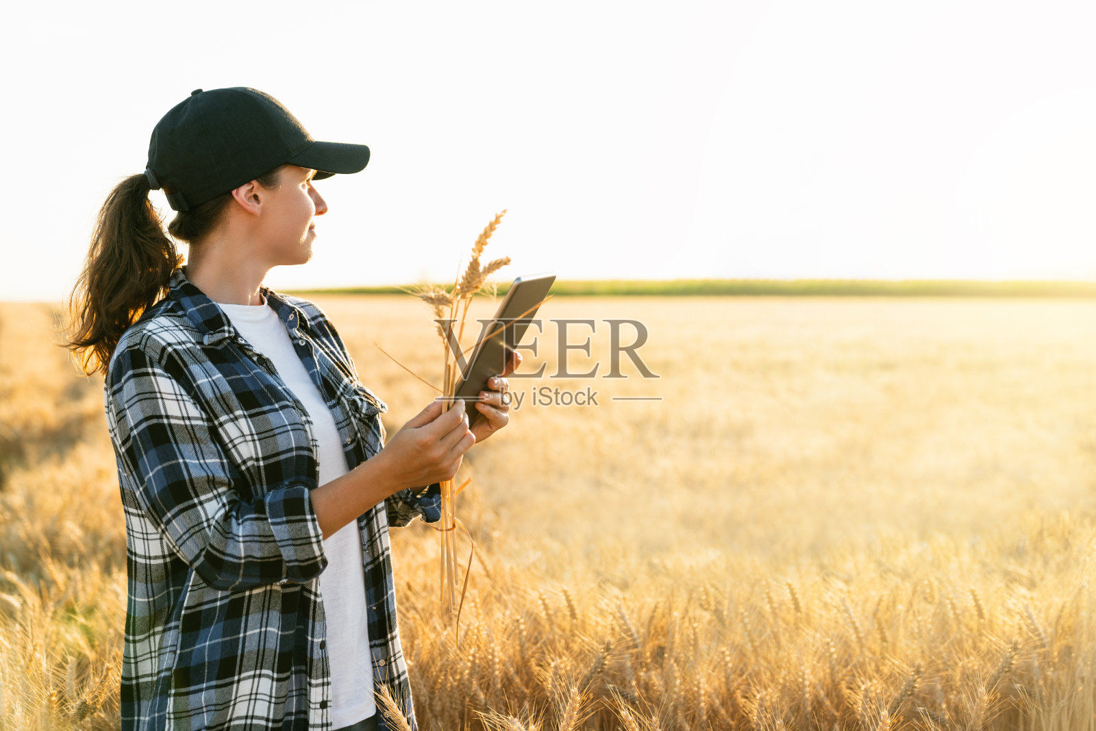 日落时分，一位农民在农田里拿着平板电脑。照片摄影图片