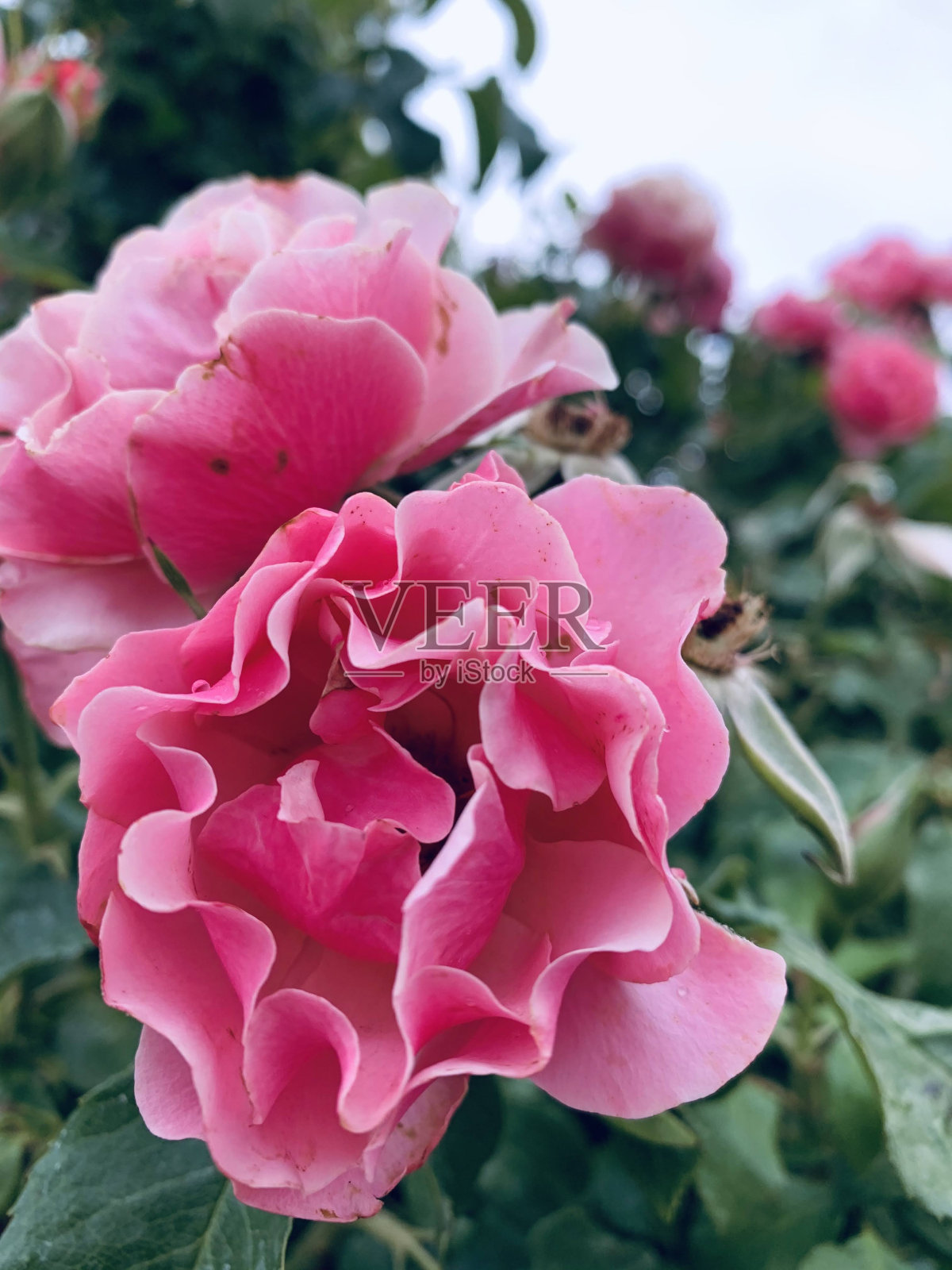 地球的美丽照片摄影图片