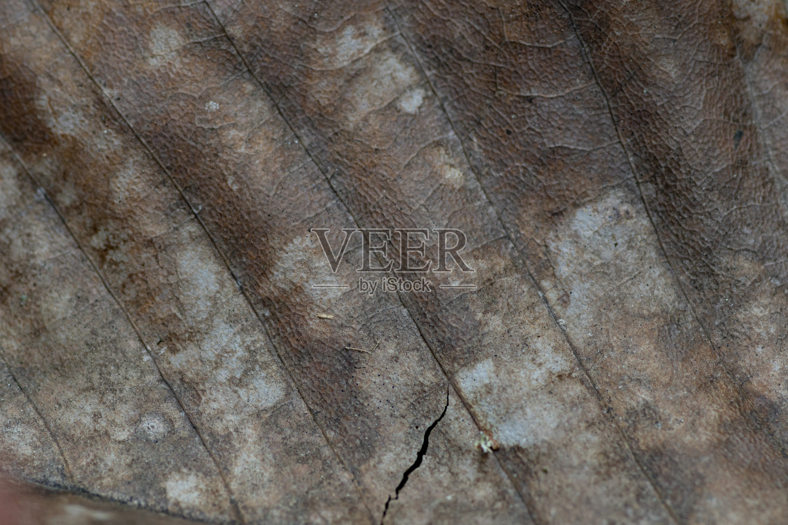 叶静脉照片摄影图片