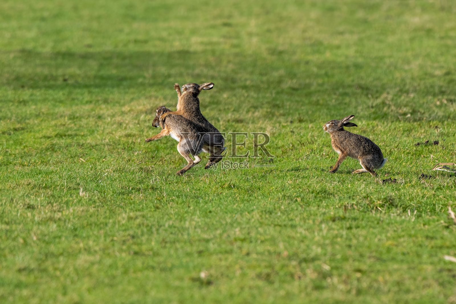 三只棕色的兔子在绿色的田野上玩耍照片摄影图片