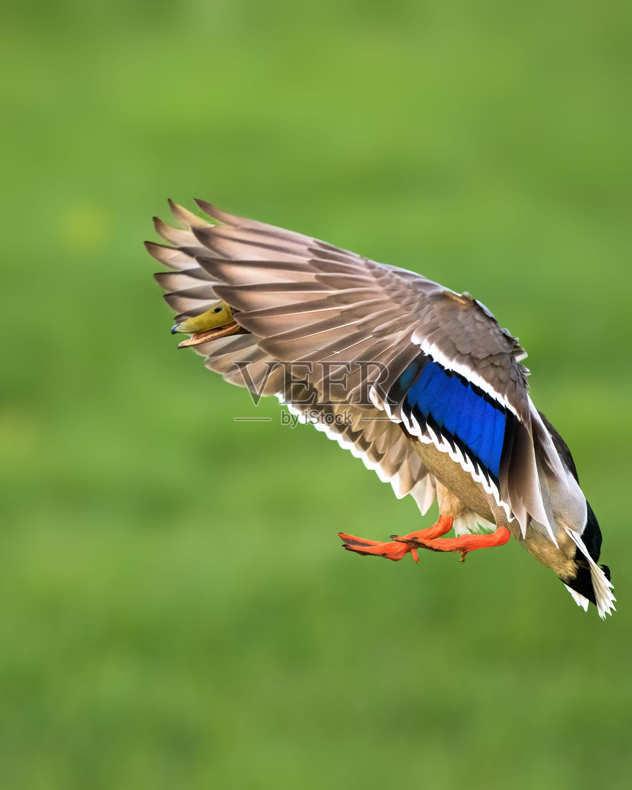 垂直拍摄的绿头鸭张开翅膀飞行照片摄影图片