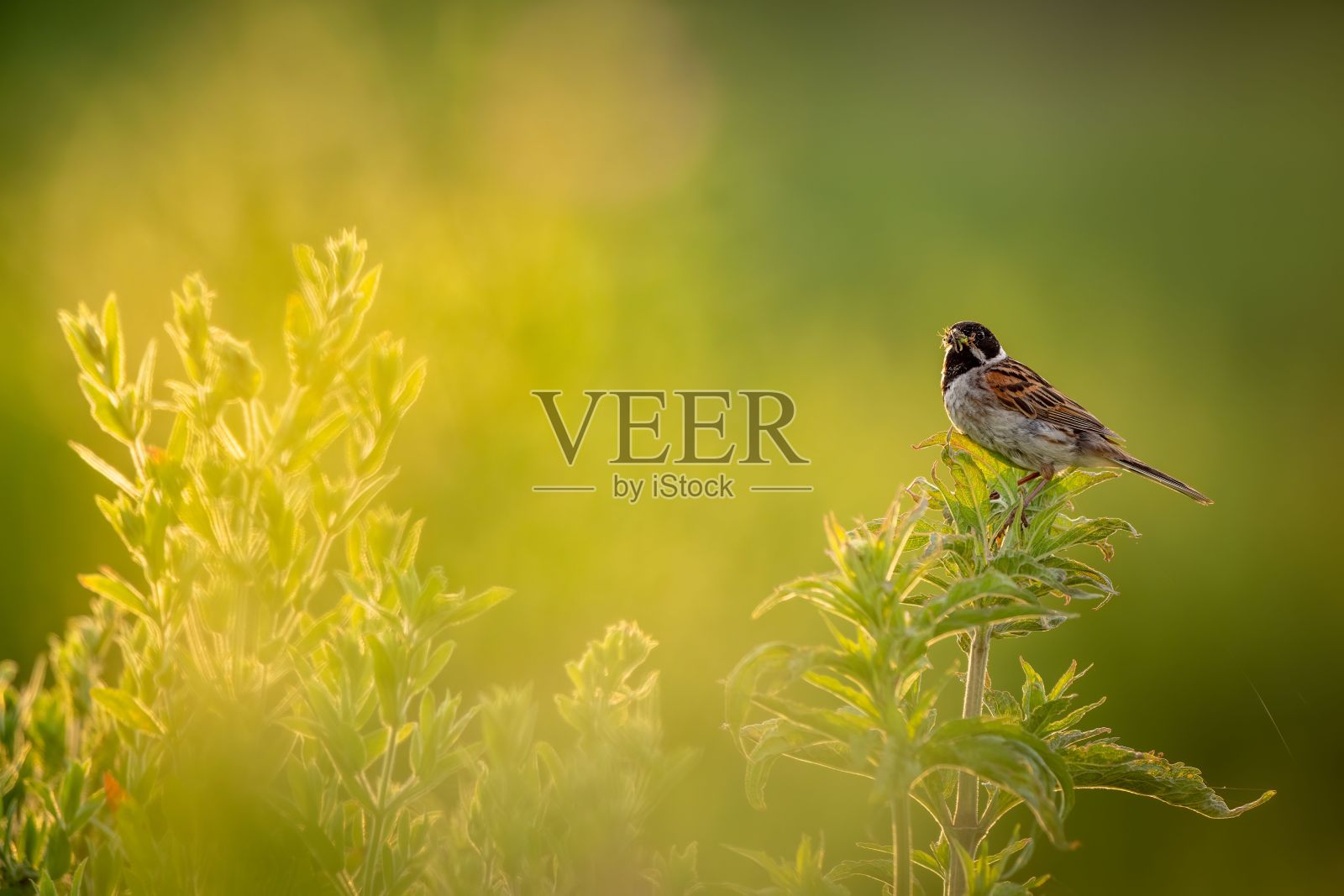 芦苇在花园里打短旗照片摄影图片