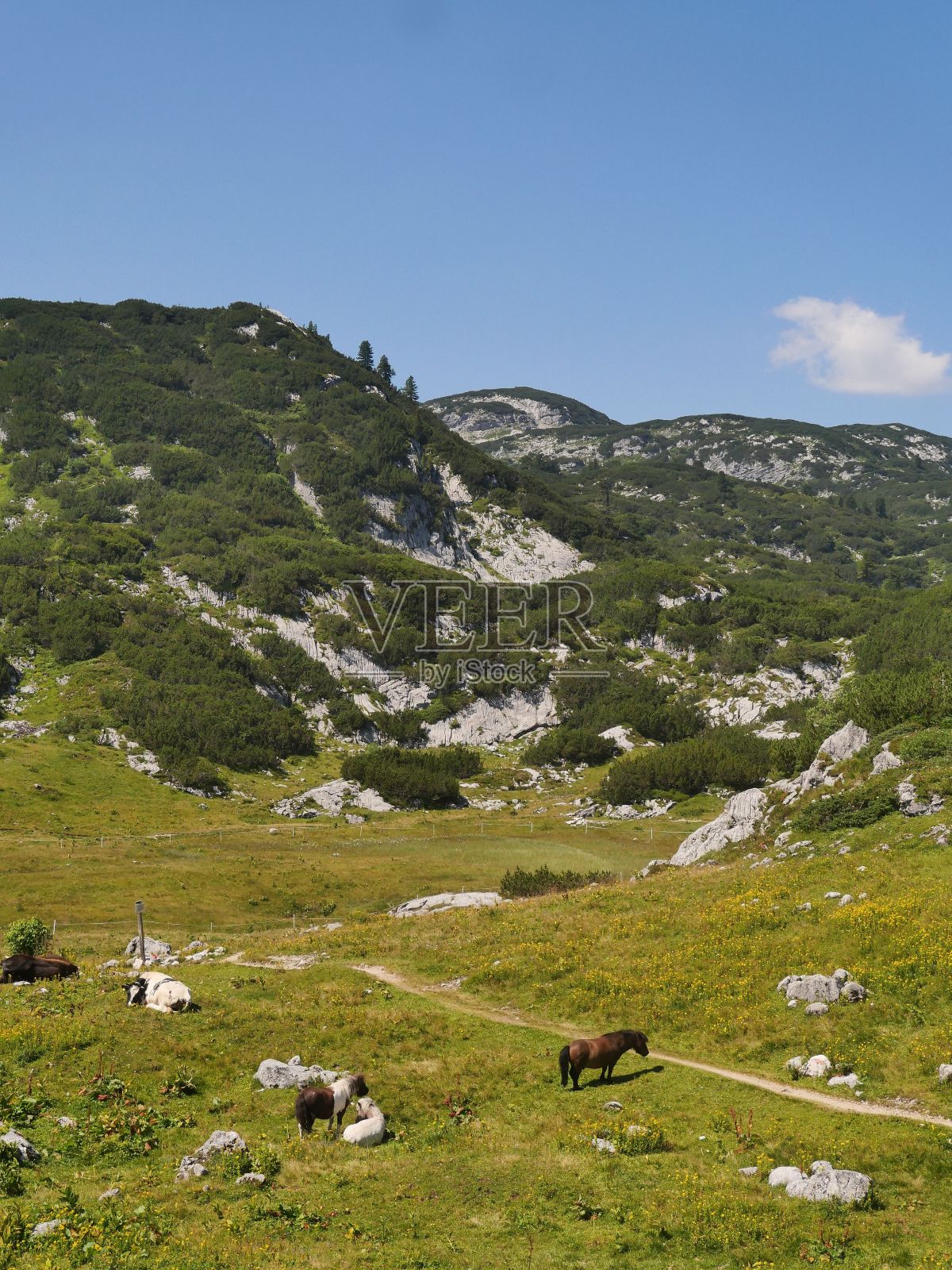 在奥地利萨尔茨卡默古特的哈尔施塔特湖附近的达赫施泰因山上吃草的马的垂直图照片摄影图片